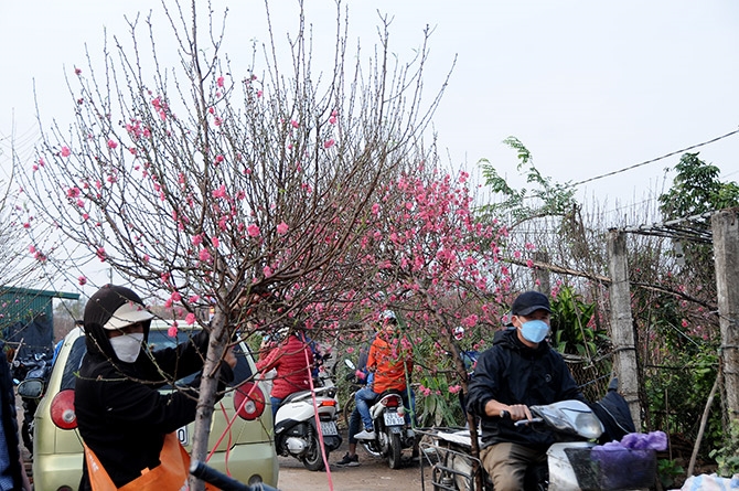 Peach flowers in brilliant bloom